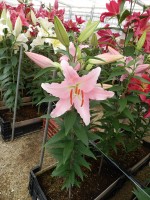 [5313 Catone VWS No01.JPG]